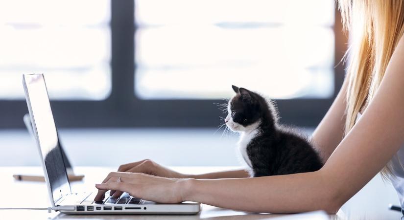 Távmunka vs. home office – mutatjuk a munkajogi szempontból lényeges különbségeket