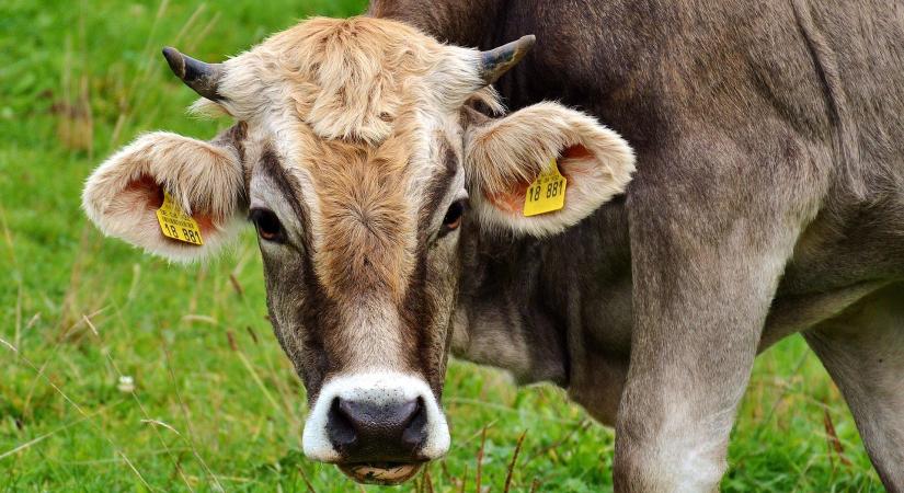 Az állattenyésztés szerepe a tűzvészek megelőzésében