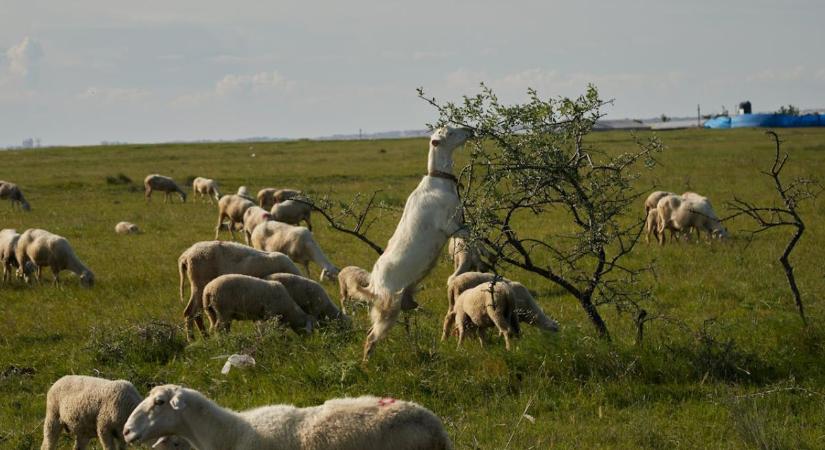Miért van kevesebb tűz ott, ahol állatok legelnek?