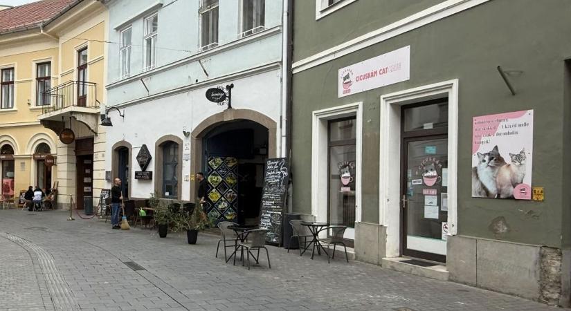 Világsztárt találtak az egri macskakávézóban, fotón a nézés, amit csak ő tud!