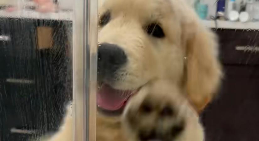 Amit ez a kis golden retriever tesz, miközben a gazdája zuhanyozik, sokak arcára csal mosolyt - Videó