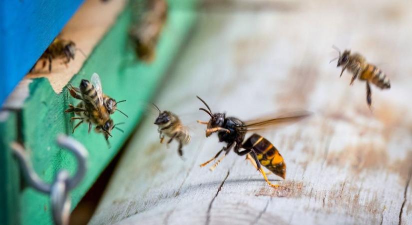 Hatalmas pusztítást végeznek, növekvő fenyegetést jelent az ázsiai lódarázs – a MATE kutatói közel kerültek a megoldáshoz