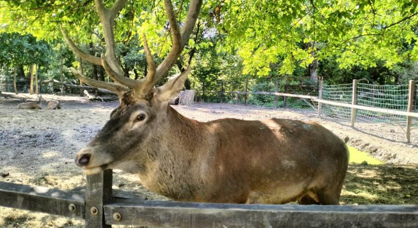 Bőgésbe fogott a Körösvölgyi Állatpark gímszarvas bikája