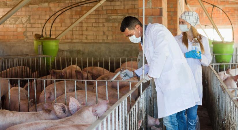 Mi történik, ha nem hat többé az antibiotikum?