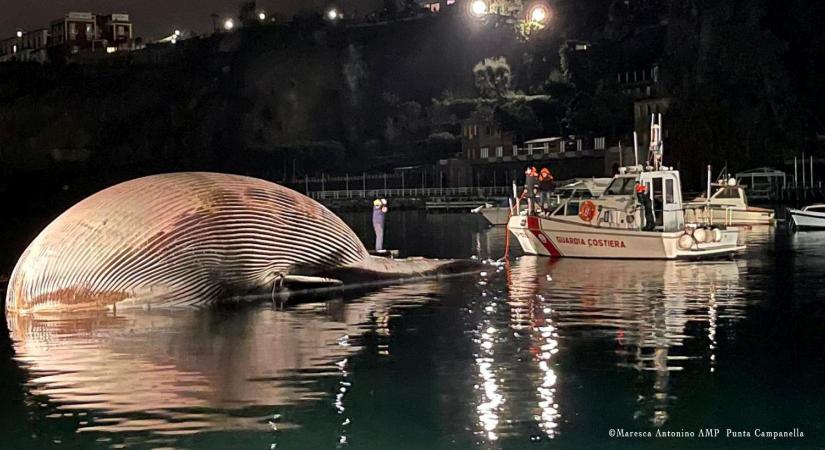 Hatalmas bálnatetemet emeltek ki a tengerből Olaszországban