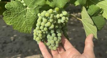 Biostimulátorok a gyakorlatban – hozam és védelem