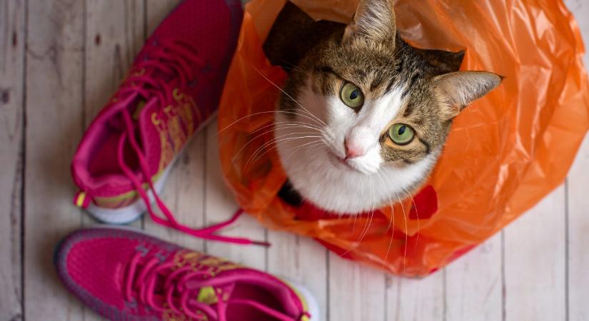 Miért szeretnek a macskák a földön hagyott zacskókra feküdni?