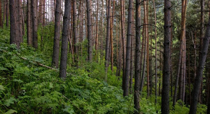 Akadozik az EUDR bevezetése – jön az újabb halasztás?