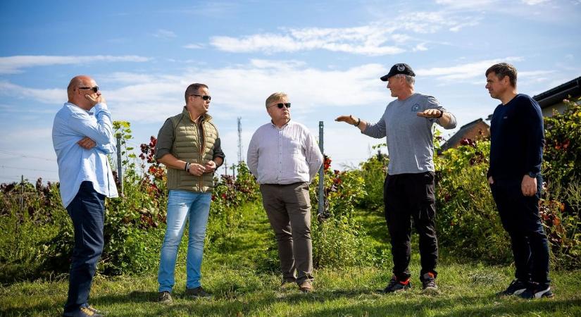 Mi lesz így a balatoni borokkal? Azonnali egyeztetést kezdett a képviselő