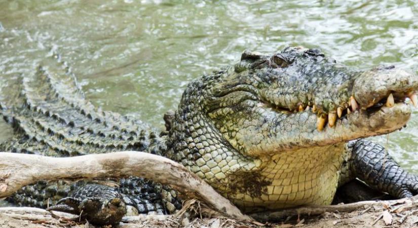 Elefántra támadt a vérszomjas krokodil: videón a döbbenetes eset