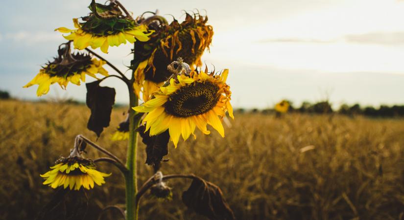 A csapadék hátráltatja a betakarítást