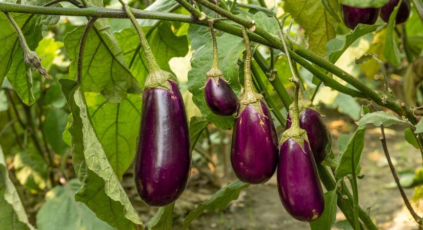 Paprika- és padlizsánbőség idején kötelező: videón a szenzációs recept VIDEÓ