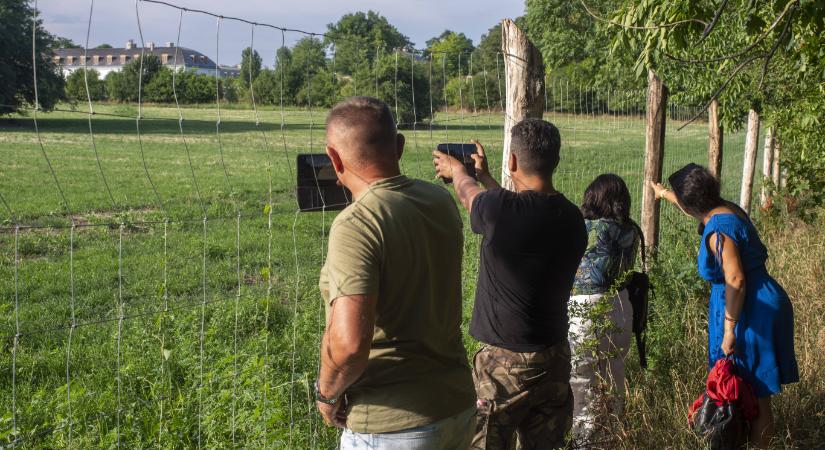 Hatvanpusztára szervez szafarit Hadházy és Puzsér