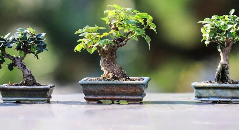 Bonsai metszése: alapok kezdőknek