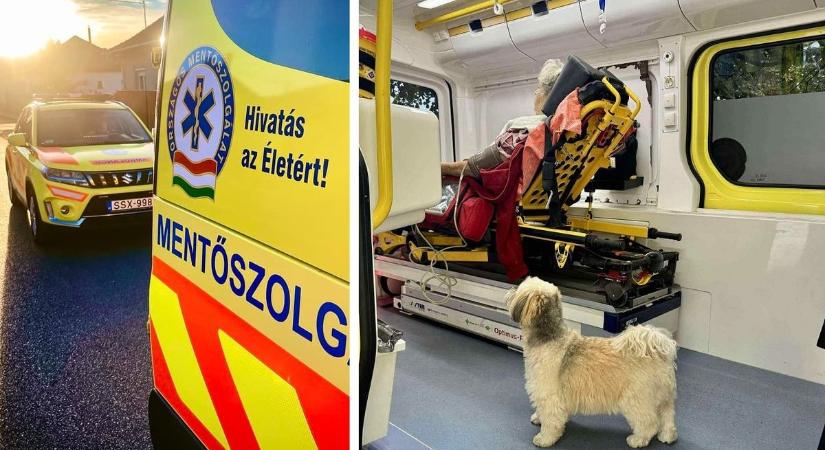 Szívmelengető: Ez a megyei kutya lett a mentés fénypontja