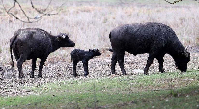 Napi cukiságbomba: újabb vízibivalybébi született a halasi élményparkban – fotók, videó