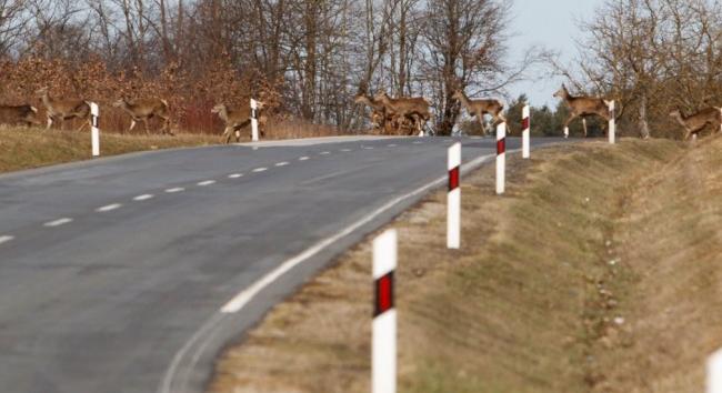 Vadveszély az utakon - Így vezessen, hogy elkerülje a vadbalesetet