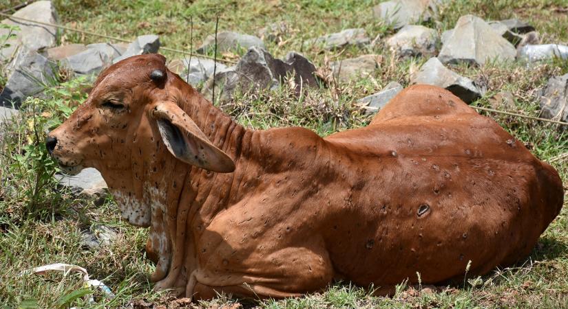 Terjed a bőrcsomósodáskór a szarvasmarhák között