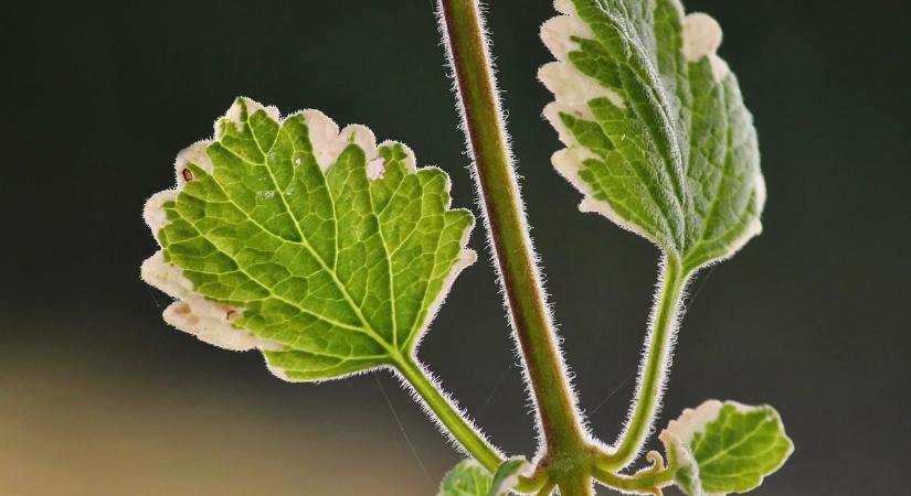 Így mentheti meg szúnyogűzőjét a biztos pusztulástól télen