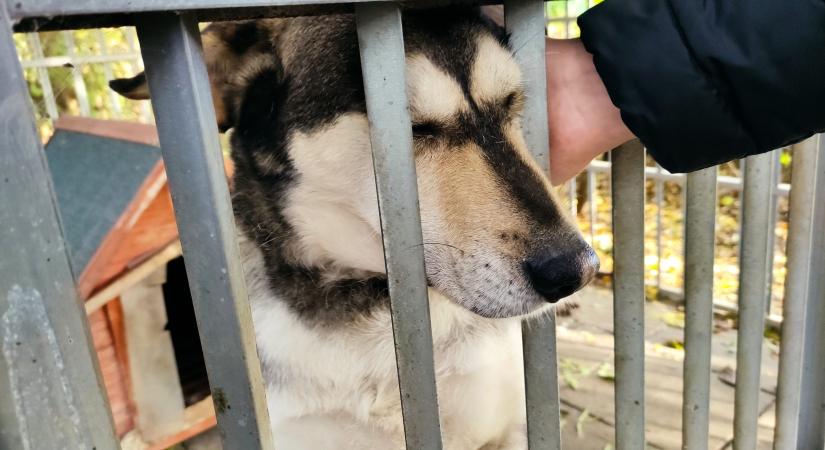 Jövő szombaton nyílt nap a Hódmezővásárhelyi Állatvédők Egyesületénél