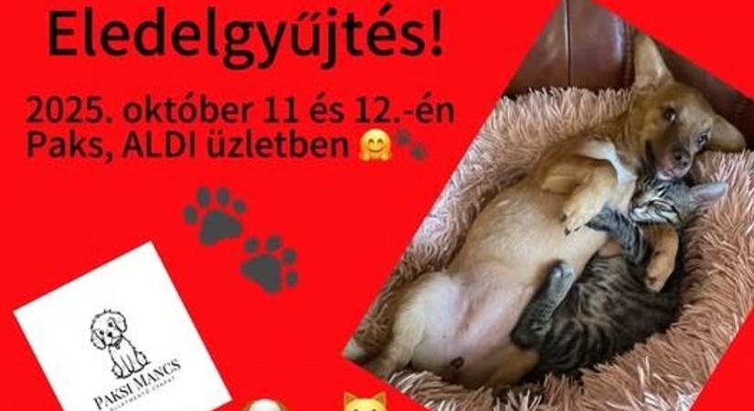 Elárvult állatok várják a segítséget – itt adhatja le az adományait!