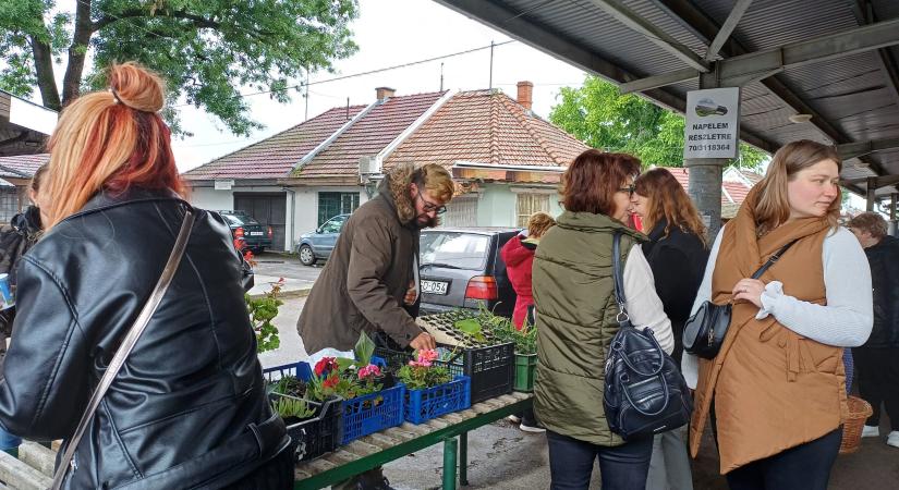 Valuta lesz a papír zsebkendő és a lekvár a vásárhelyi növénycsereberén