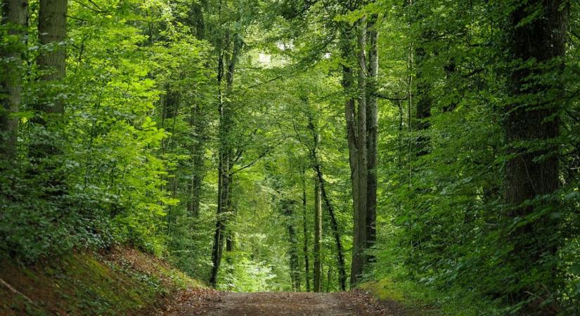 Súlyosan fenyegeti a hazai erdőket az aszály – van kiút?