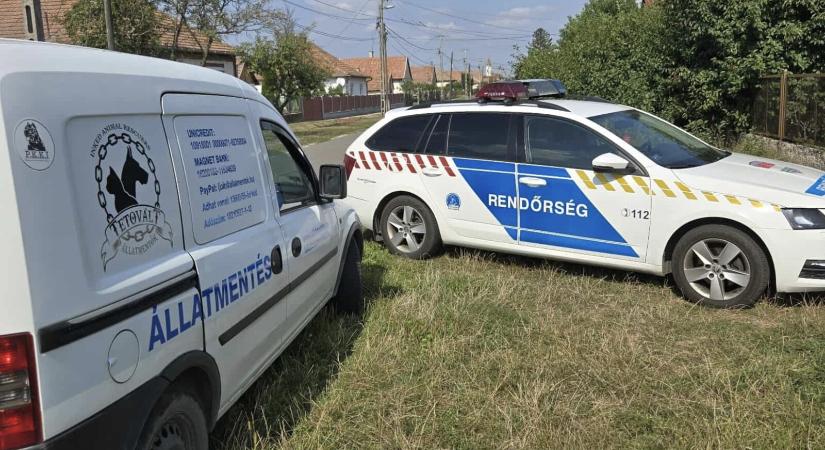 12 elhanyagolt, éheztetett kutyát találtak, egyikük már a kimentését sem élte túl
