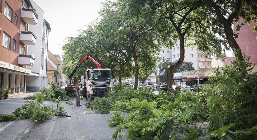 Ezeken a helyeken tűnhetnek el a fák Győrben októberben