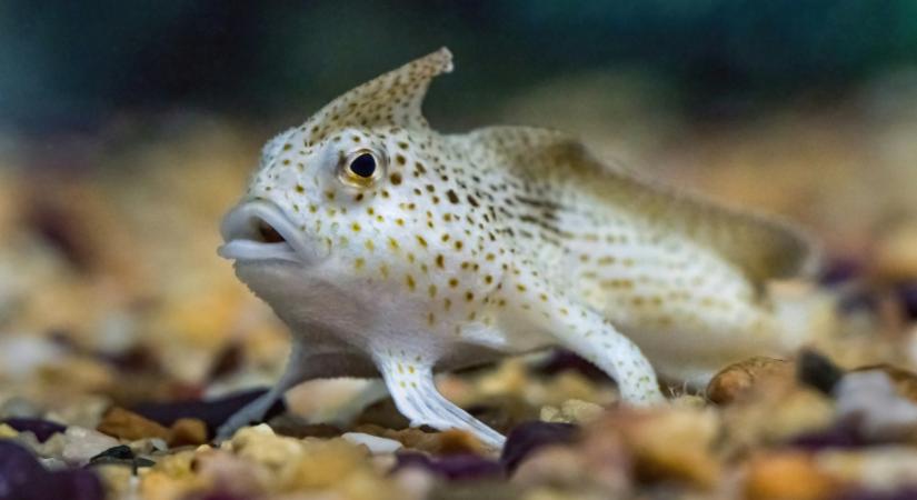 Halak „genetikai ujjlenyomatai” árulkodnak a klímaváltozásról
