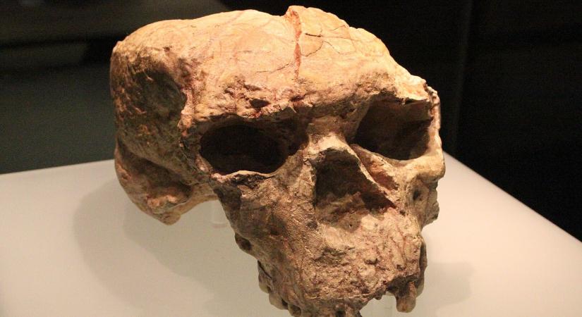 Teljesen átírhatja az emberi evolúció történetét egy Kínában talált, egymillió éves koponya