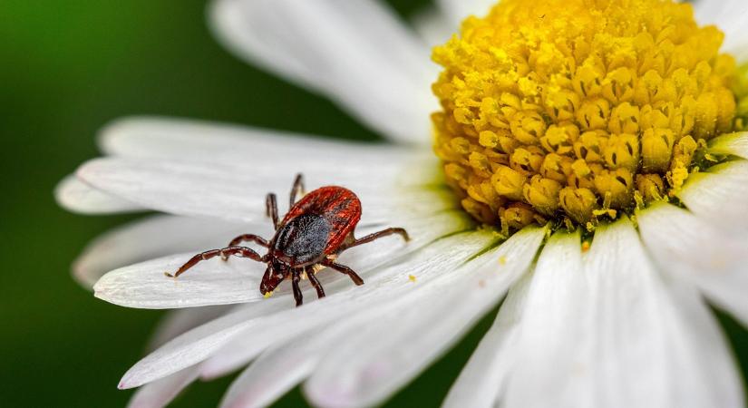 A horrorkullancs már Magyarországon is támad: a szakemberek is aggódnak