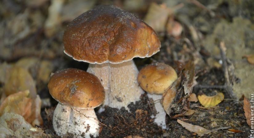 Milyen ehető gombákat érdemes gyűjteni októberben? Elmondjuk