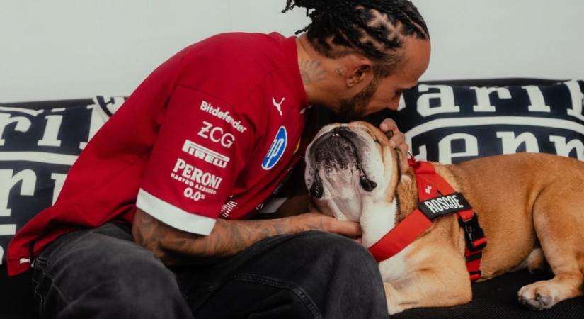 A szív megszakad: a kórházból posztolt Lewis Hamilton – a kutyusáról van szó