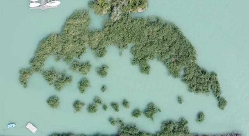 A tudósok is kimondták: a csopaki nádas áttelepítése értelmetlen és dupla környezetpusztítást jelentene