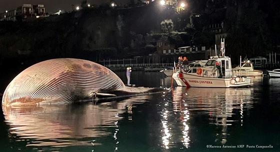 Óriási bálnatetemet vontattak Nápolyba