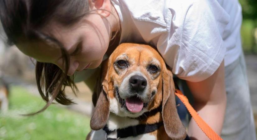Szívszorító történetek mögött állnak: közösségi napot szervez a Beagle Fajtamentés