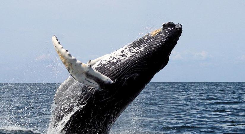 Elképesztő dolog történt: Hetvenmilliót érő bálna hányadékot fogott a thai halász