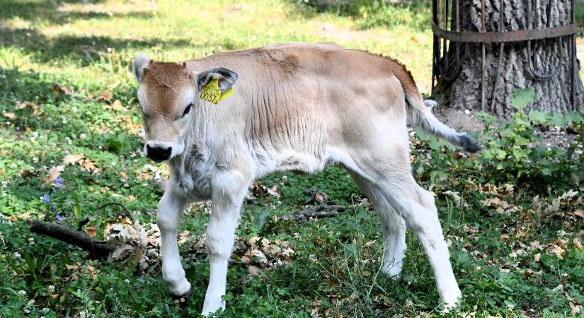 Ismét újszülött érkezett a Miskolci Állatkertbe, ritkasággal találkozhatnak a látogatók