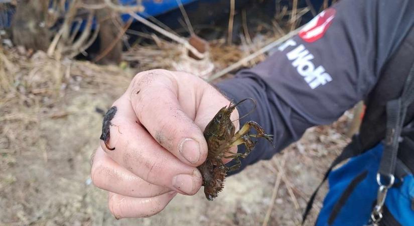 Inváziós rák a Fertő-tóban – megjelent a márványrák
