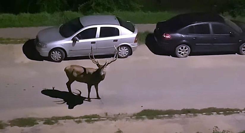 Szarvasok bőgtek és üzekedtek a lakótelepen - vadles lett az erkélyből