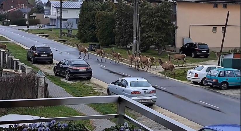 Szarvasbőgés a lakótelepen: ilyen, amikor betévednek az állatok az emberkertbe