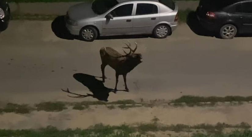 Elképesztő, mit művelt a szarvas ebben a lakótelepi utcában, az autók között