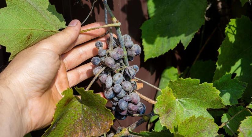 Nem kegyelmez a szőlőgyilkos kór: milliárdos védekezés indul ellene