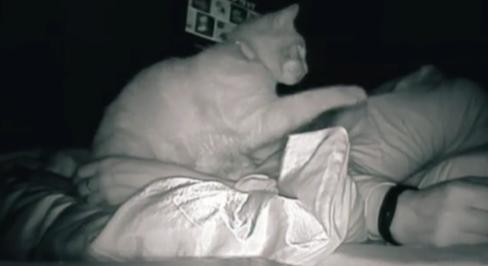 Bekamerázta a hálószobáját, hogy rájöjjön, miért képtelen pihenni, kiderült: a macska volt a ludas