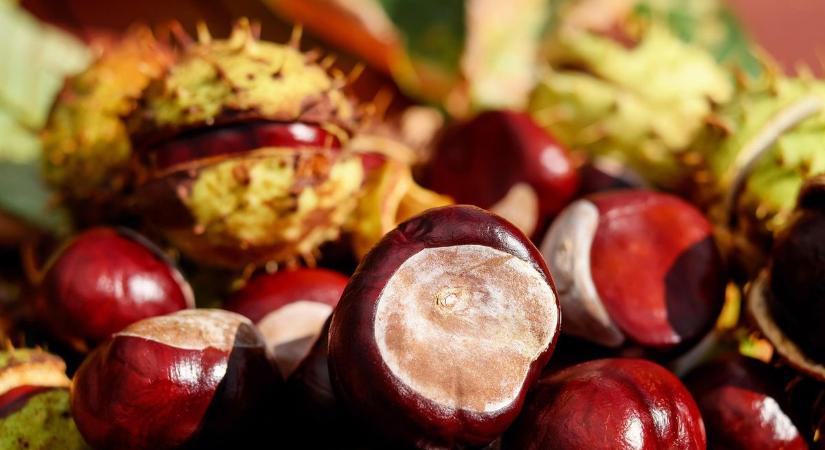 Pókok ellen gesztenyével: működik a nagymama praktikája?