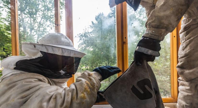 Darazsak lepték el a szandaszőlősi ovóda udvarát, a méhészek azonnal a helyszínre siettek