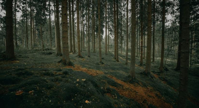 Térképet mutattak: Kaszás Nikolettet óriási területen keresték, vasárnap újabb kutatást indítanak