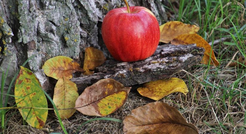 Hogyan védekezzünk a szürkepenész ellen ősszel?