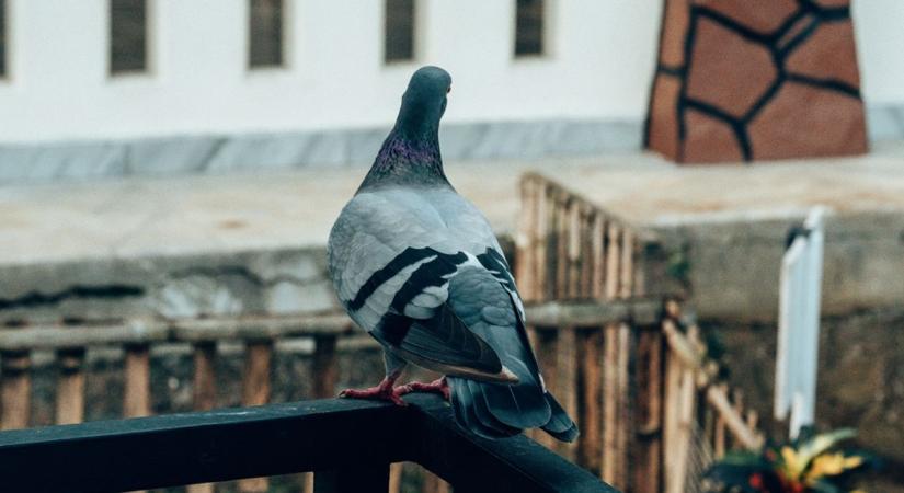 Columbo felesége fogja össze a galambokat Makón?